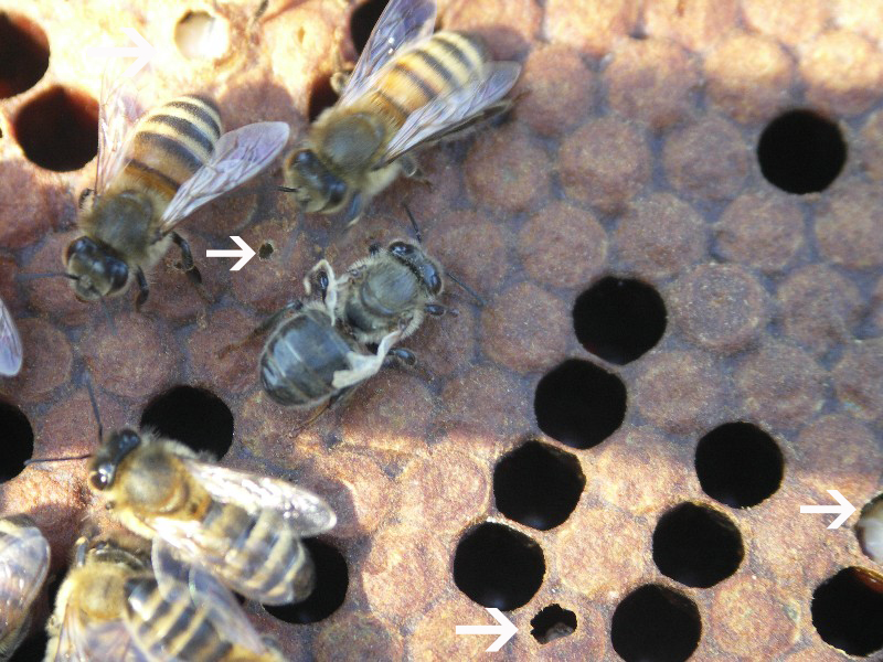 RU2600702C2 - Способ профилактики и лечения мешотчатого расплода пчел - Google Patents