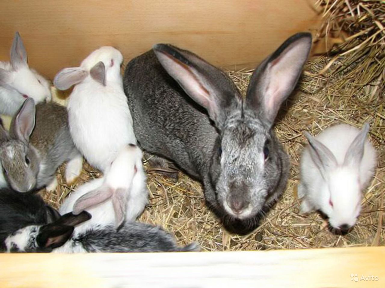 Разведение кроликов для начинающих — породы, уход, получение потомства