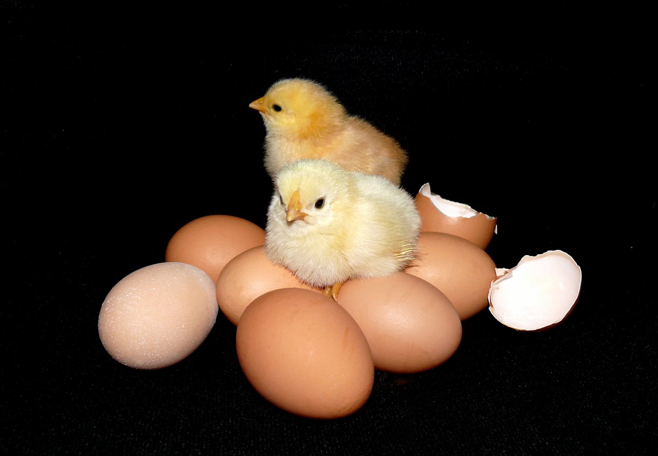 Инкубационное яйцо цыплята