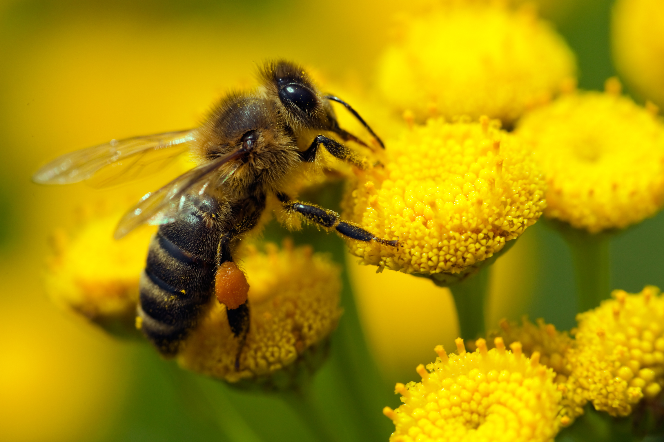 Пчела питается пыльцой. Пчелиная пыльца (Bee pollen). Цветочная пыльца на пчеле. Пыльца медоносная пчела. Пчела собирает нектар.