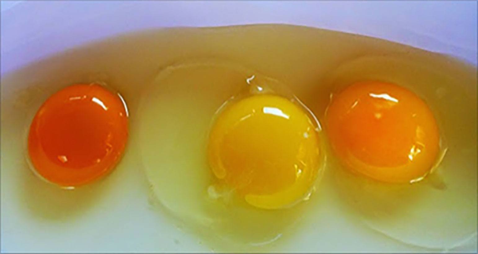 Зелёный желток у сырого яйца: причины, симптомы и лечение домашней птицы
