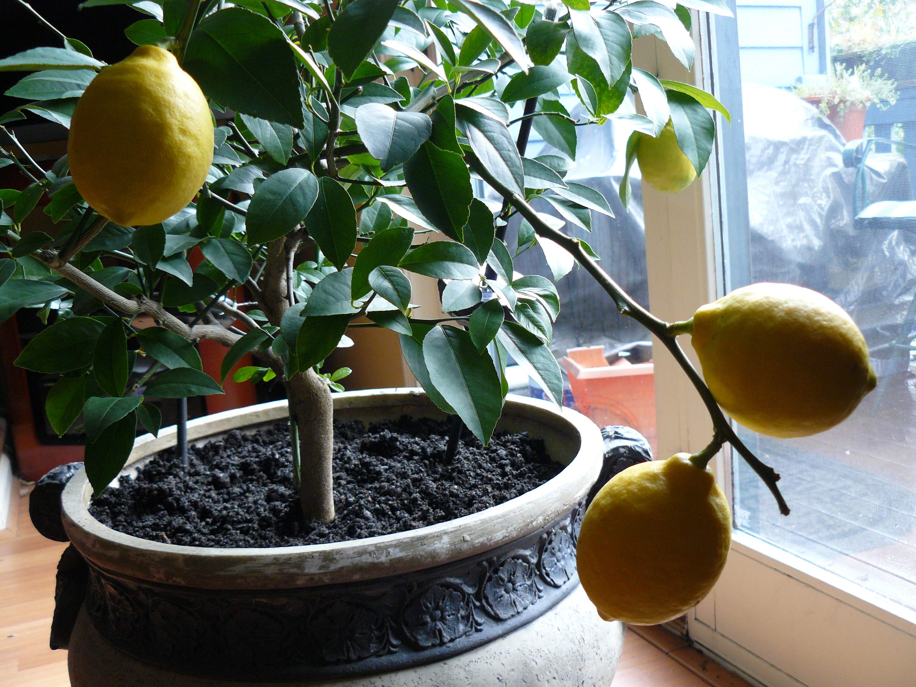 Как ухаживать лимоном в домашних условиях горшке