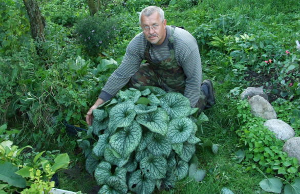 бруннера