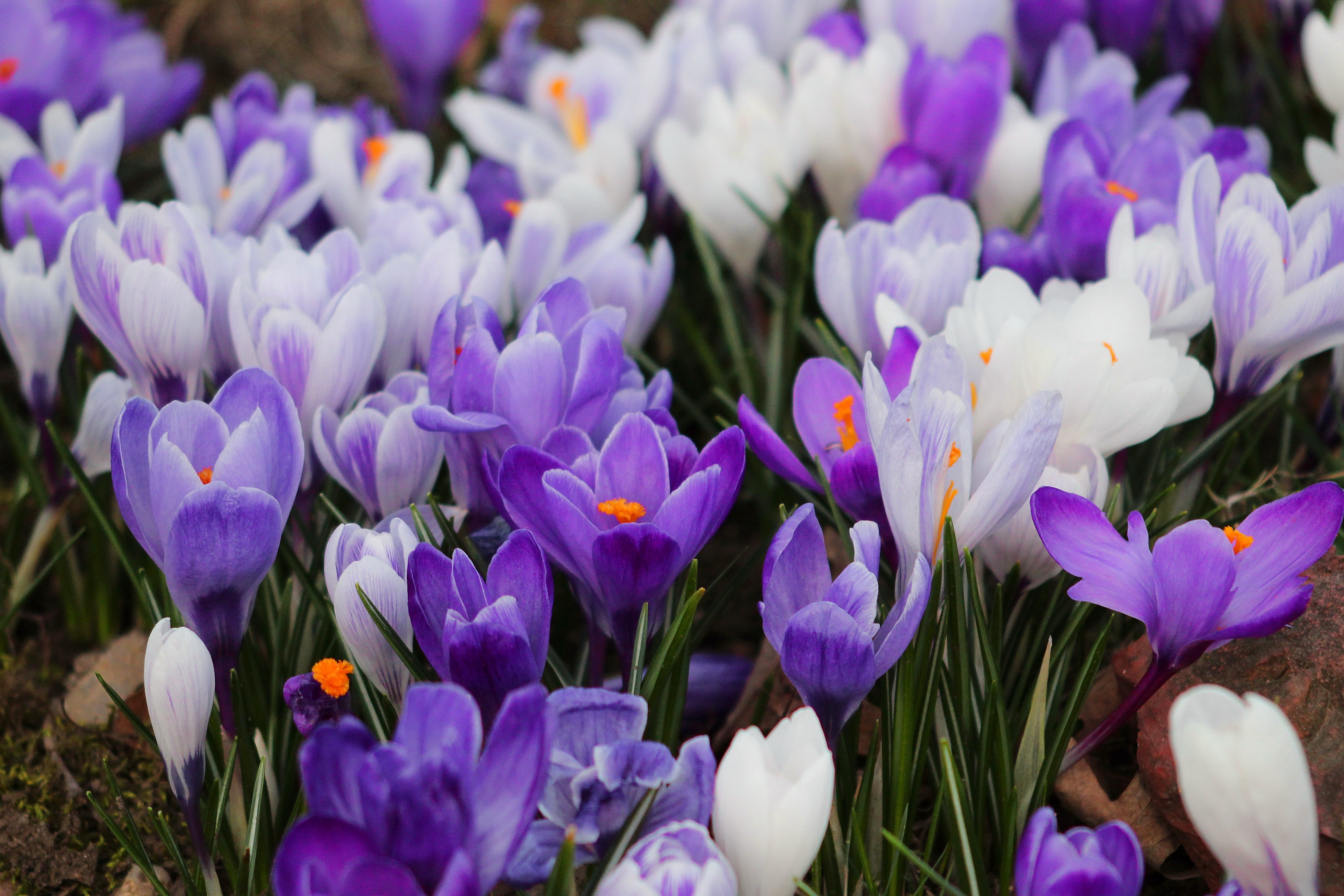 Цветы весной видео