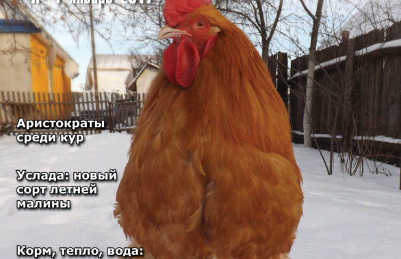 Календарь культура россия культура 2016