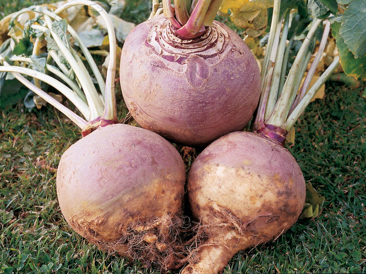 Брюква что это. Турнепс брюква. Брюква Brassica napobrassica. Брюква гера. Брюква кормовая Куузику.