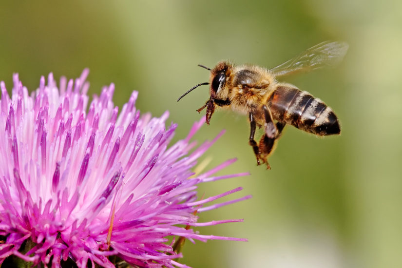 пчела у цветка