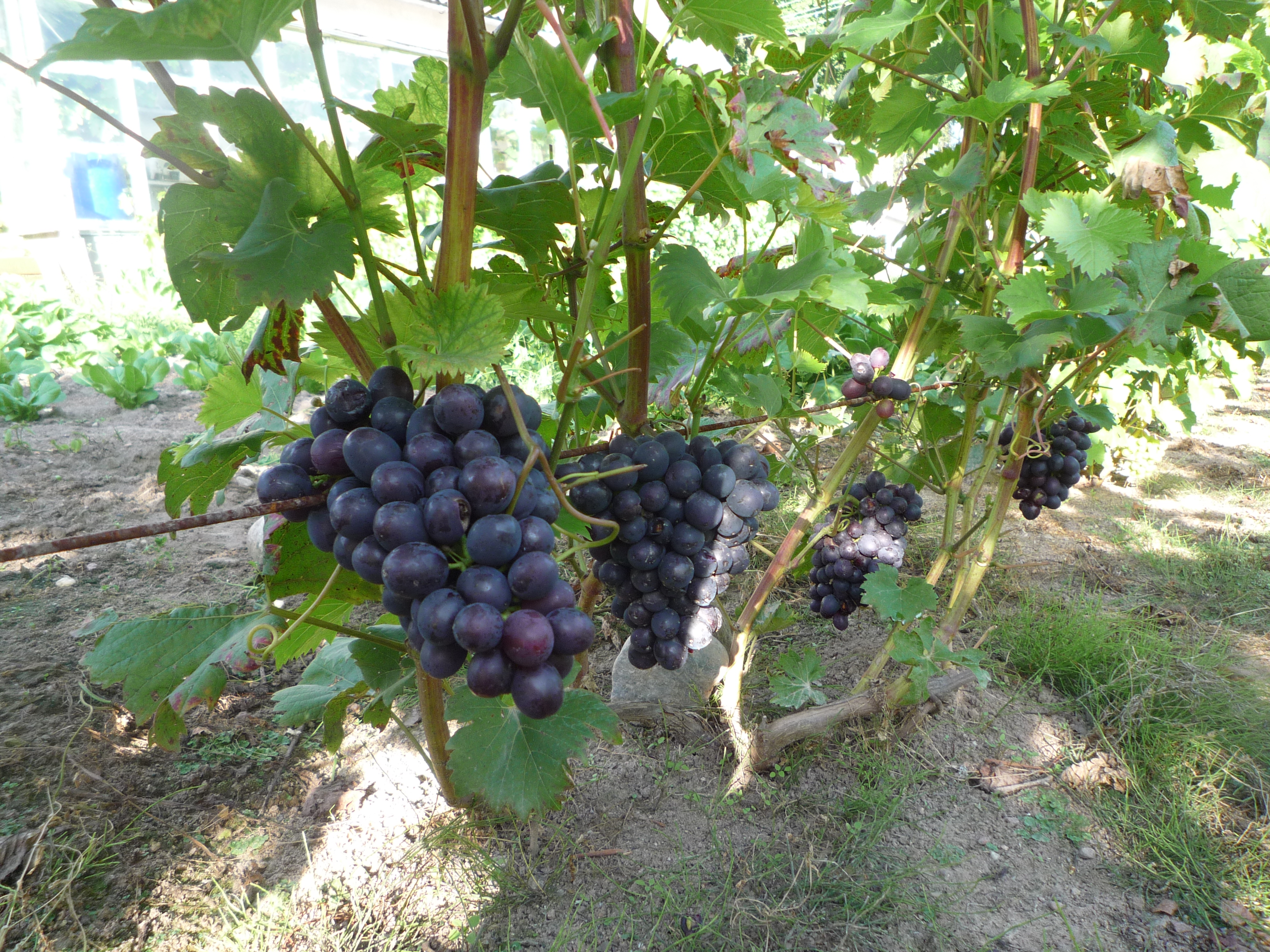 Можно ли поливать виноград. Виноградник в огороде. Грядка для винограда. Виноградник на даче. Виноград на даче урожай.