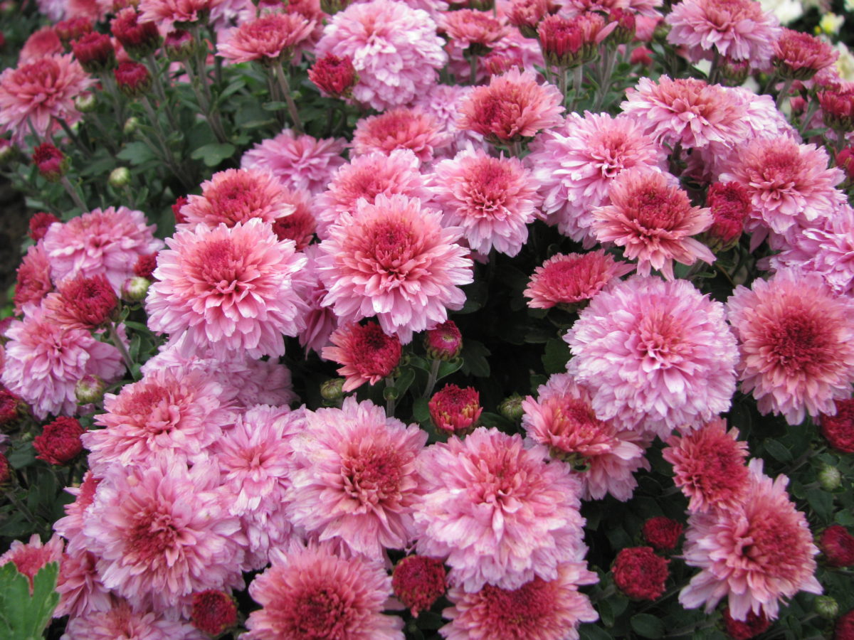 Цветок Хризантема Малфета пинг фото