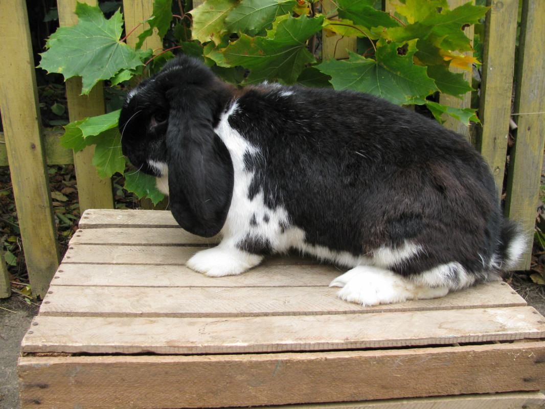 Отличия французского барана от других пород кроликов