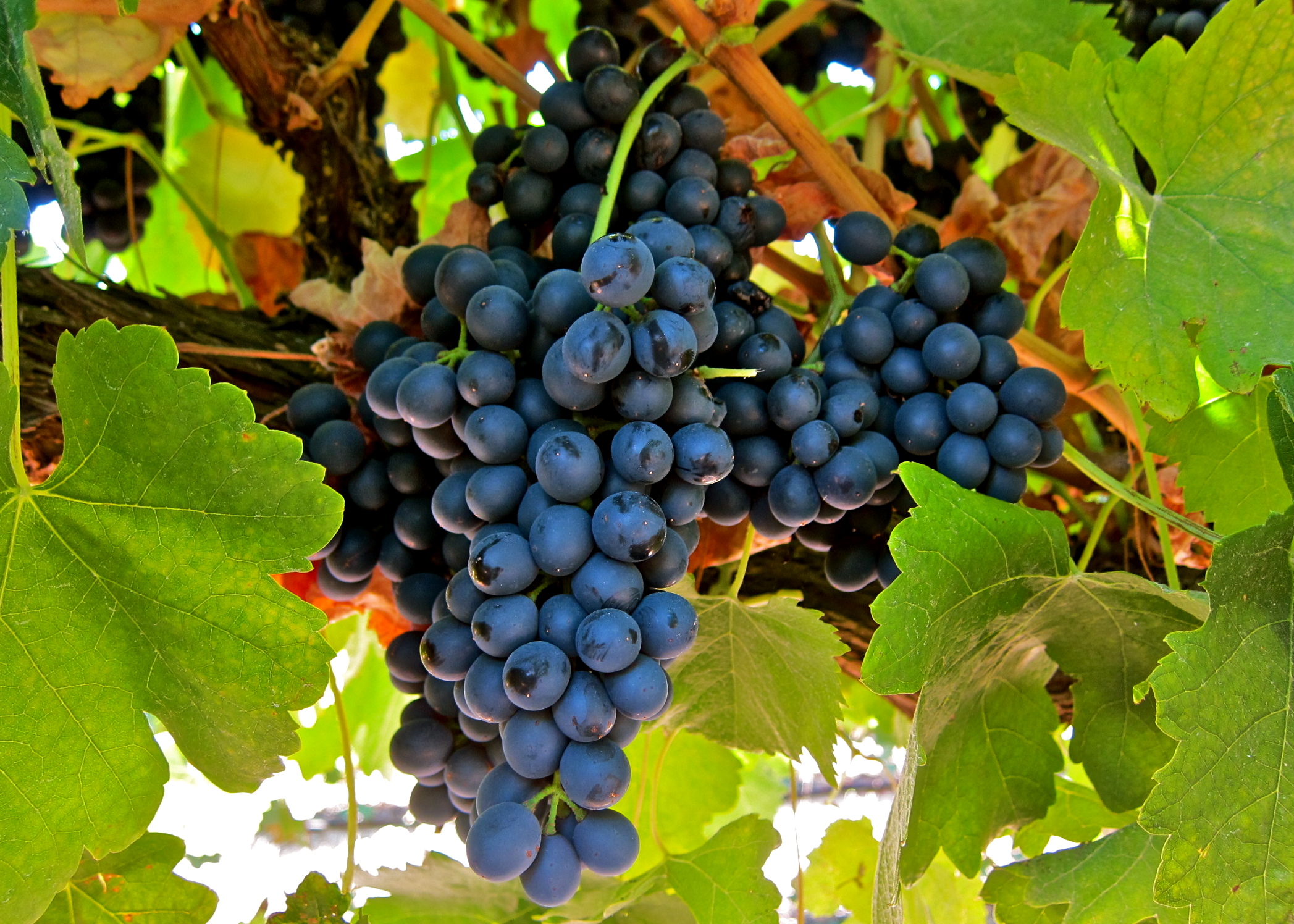Сорт виноградного вина. Шираз сорт винограда. Виноград Шираз (Сира). Ширазраз сорт винограда. Сира сорт винограда.