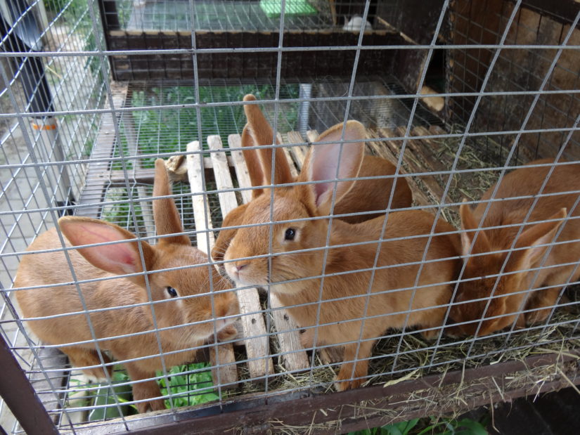 кролики