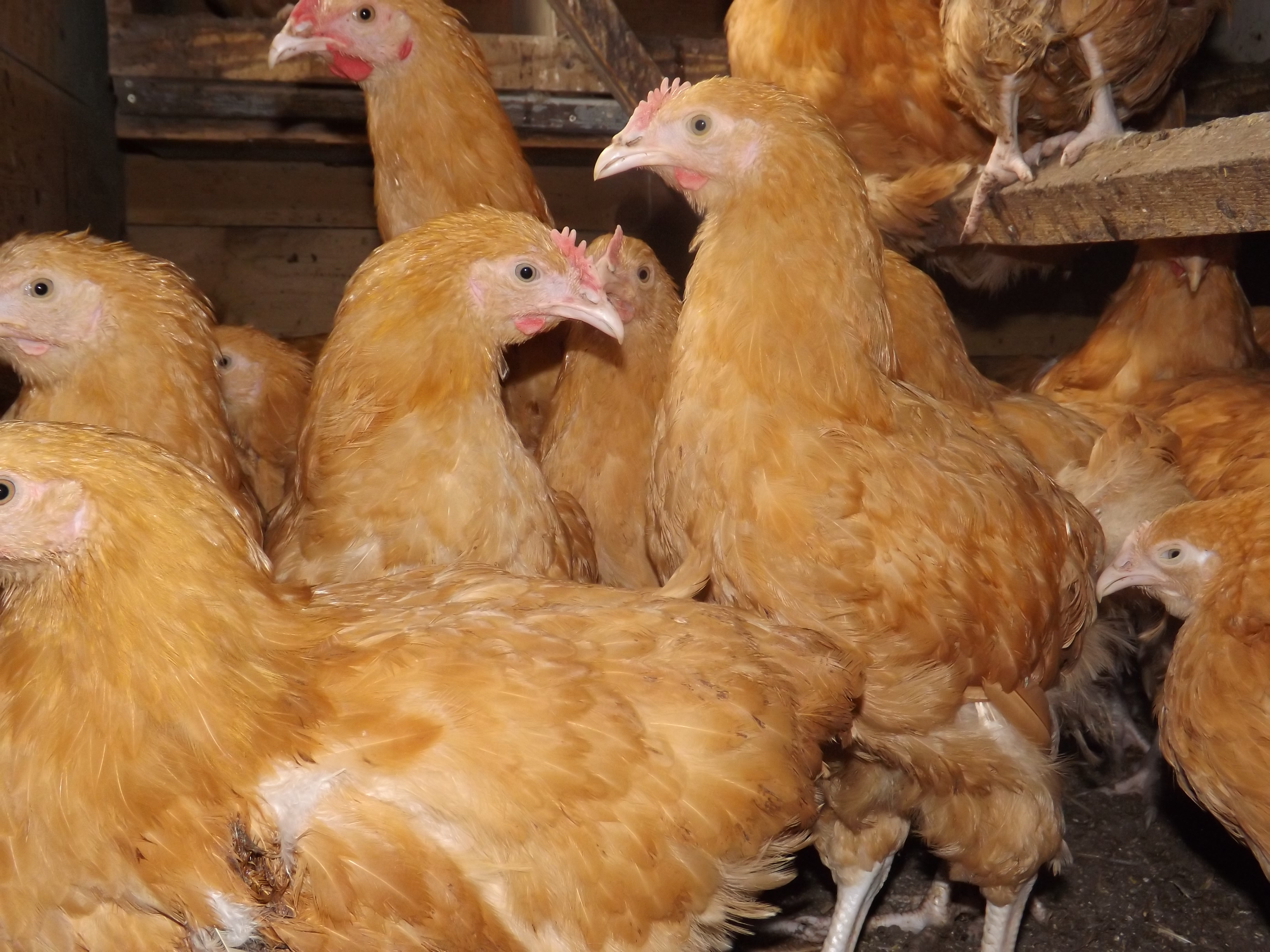 Породы кур для домашнего разведения. Виандот серебристый черноокаймленный. Доркинг куры. Доркинг порода. Плимутрок куропатчатый.