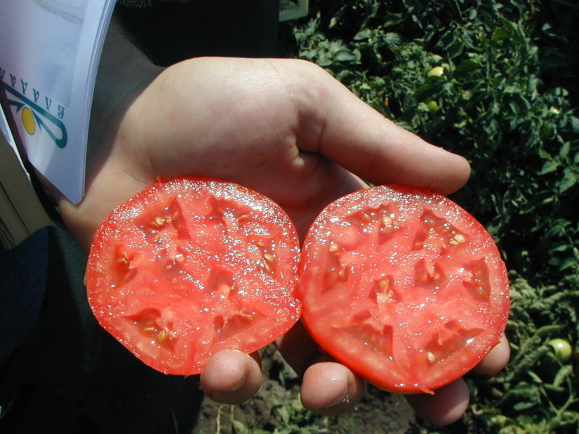 томат багира