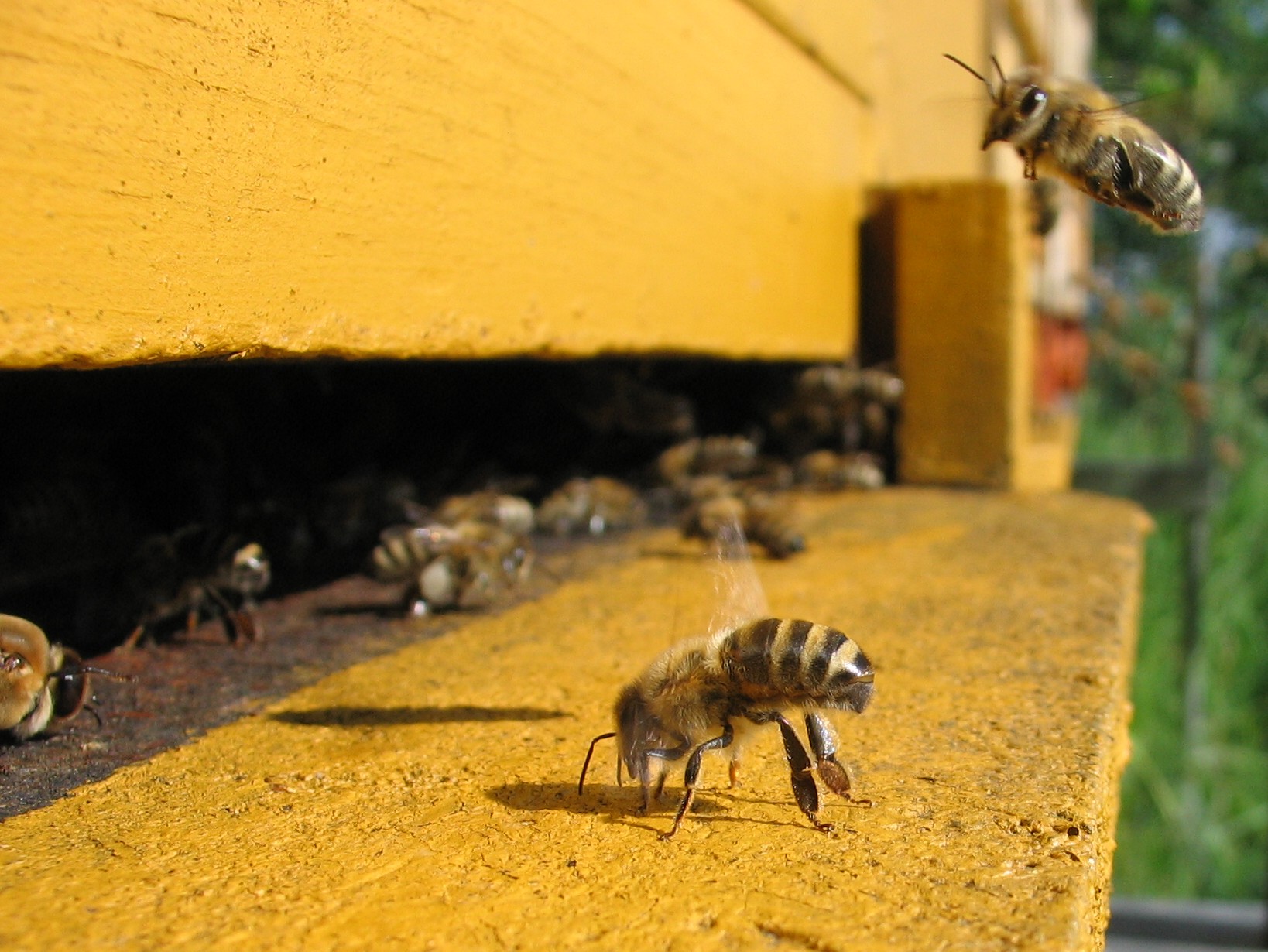 Пчела сегодня. Напад пчел. Дрессировка пчел. Дом пчел. Леток для пчел.