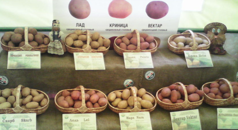Белорусские сорта картофеля