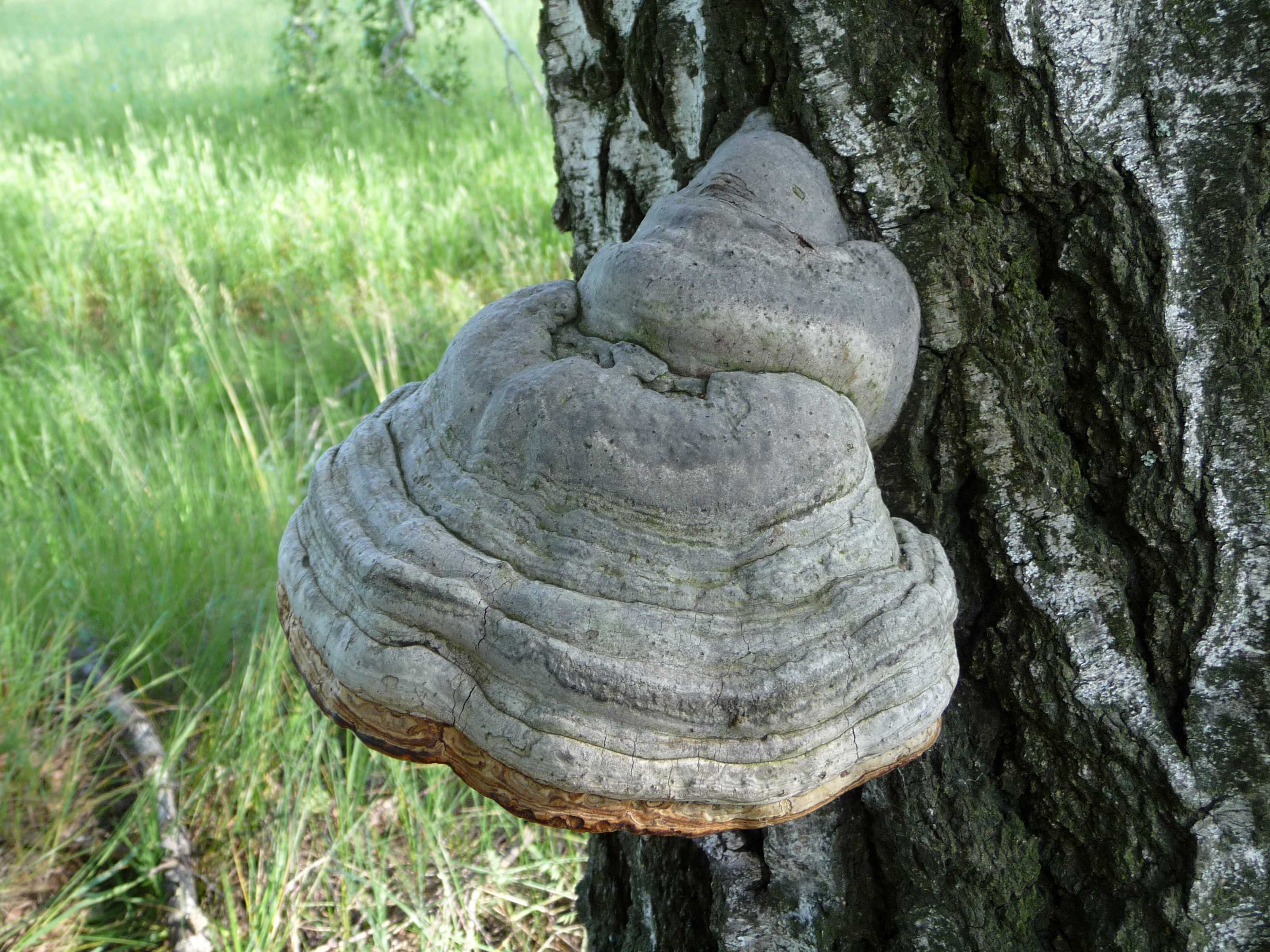 гриб из дерева