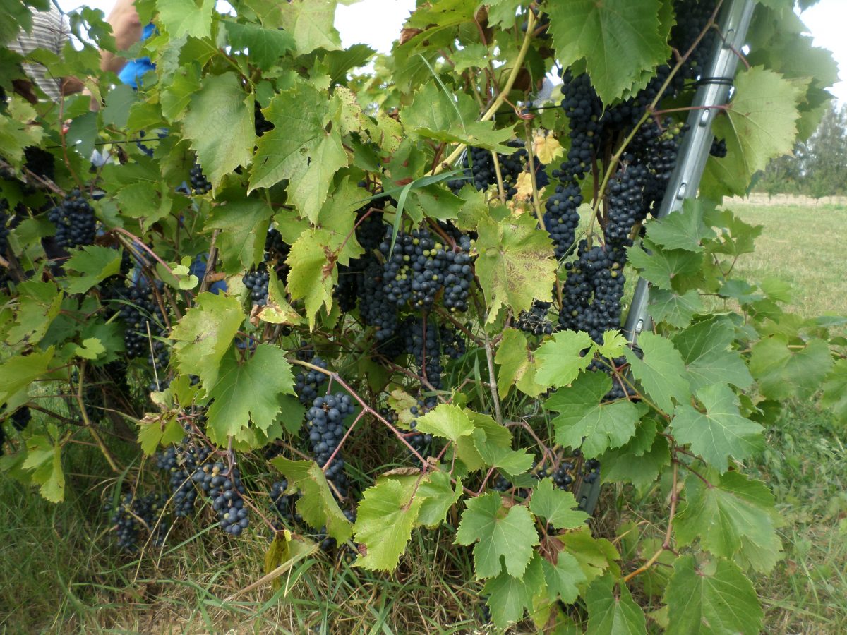 Сорта винограда Самохвалович