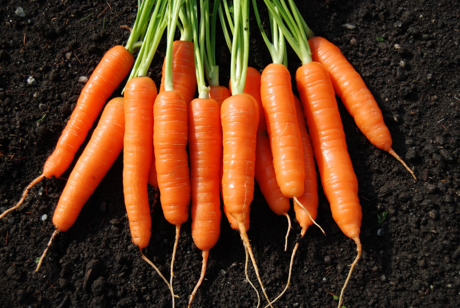 Большое количество моркови. Морковь Каллисто f1. Морковь Юкон f1. Морковь Морелия f1. Морковь Олимпус.