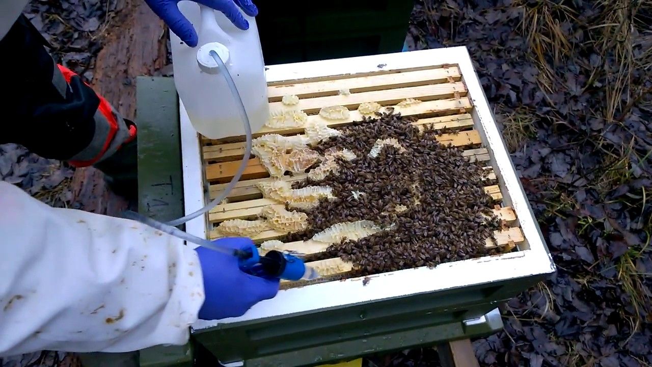 Весенняя обработка пчел от клеща. Обработка пчел щавелевой кислотой. Дезинфекция в пчеловодстве. Обработка пчел от клеща. Средства для обработки пчел от клеща.
