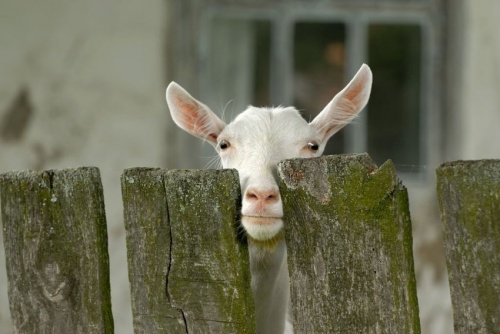 Почему у козы после окота твердое вымя?