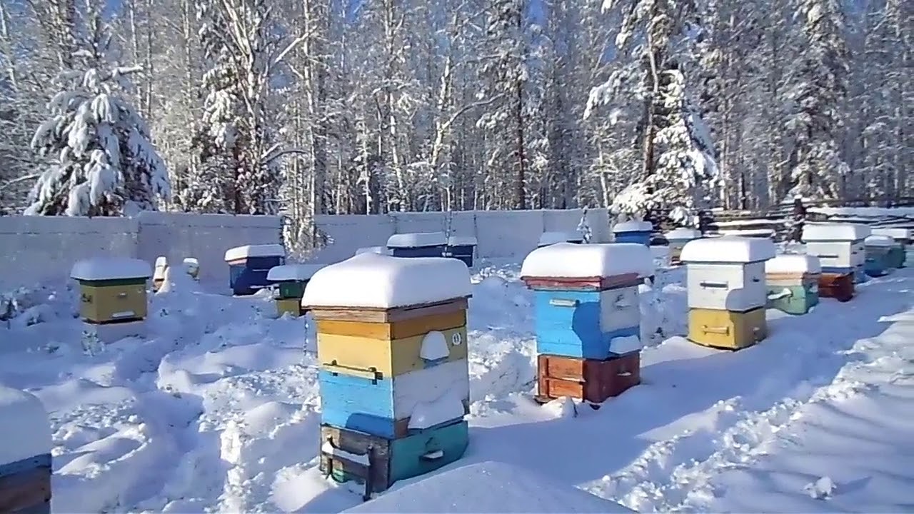 Температура улья пчел. Зимняя пасека. Ульи зимой. Зимний улей. Пчеловодство зимой.